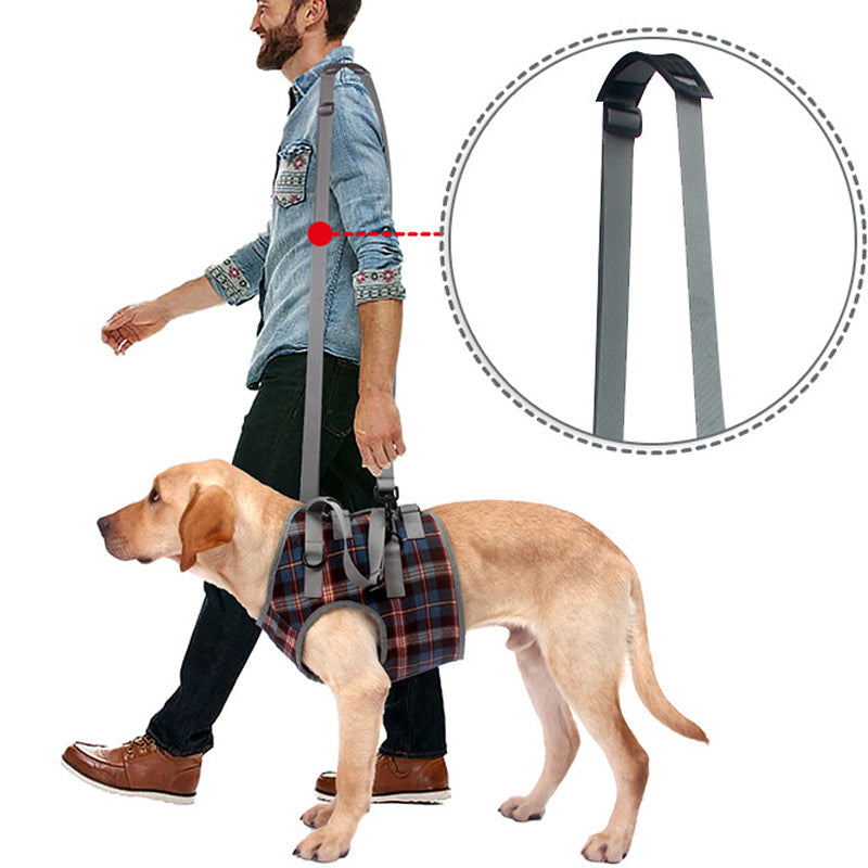 Ceinture orthopédique pour pattes arrière