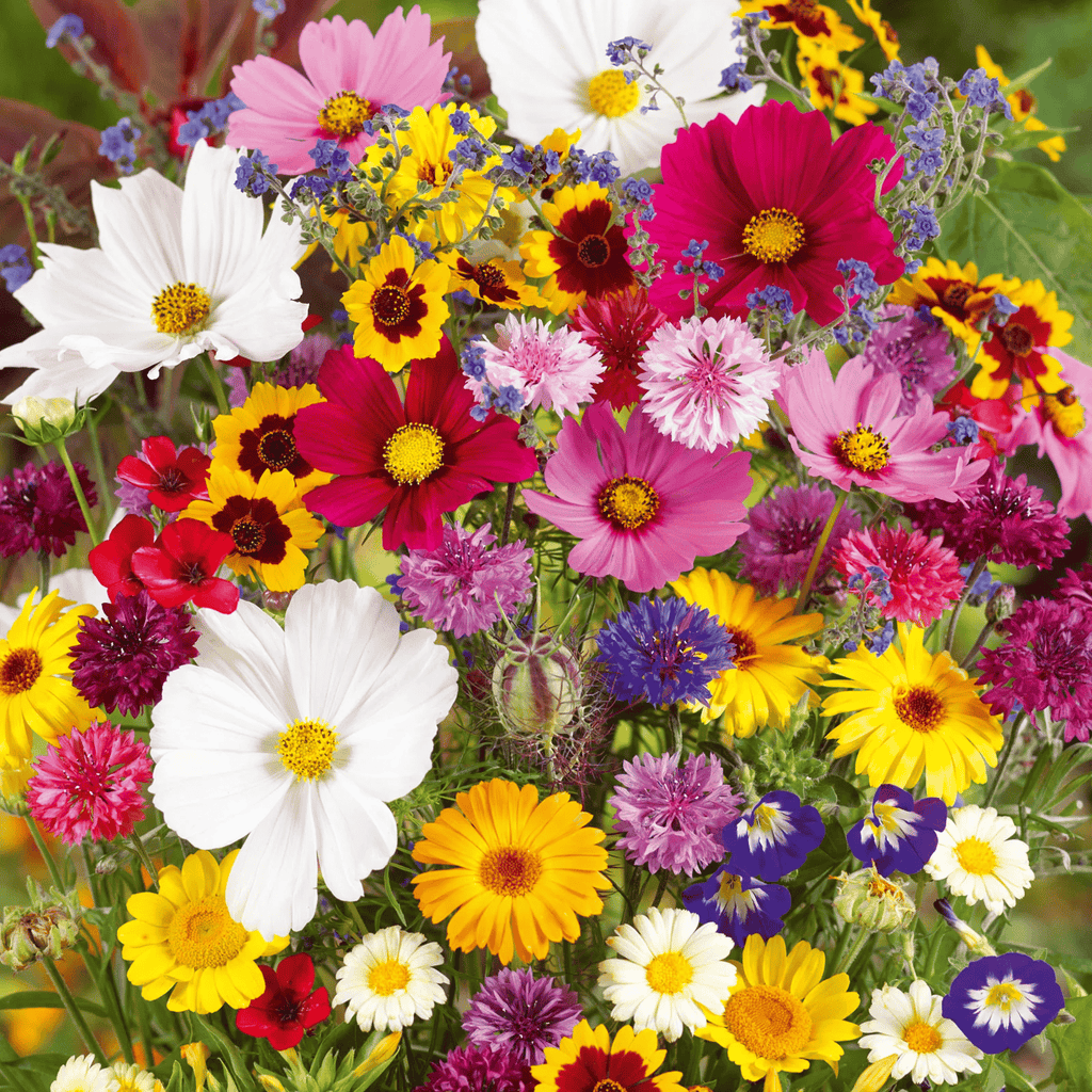 FlowerBloom™ | Mélange de fleurs vivaces pour une floraison toute l'année