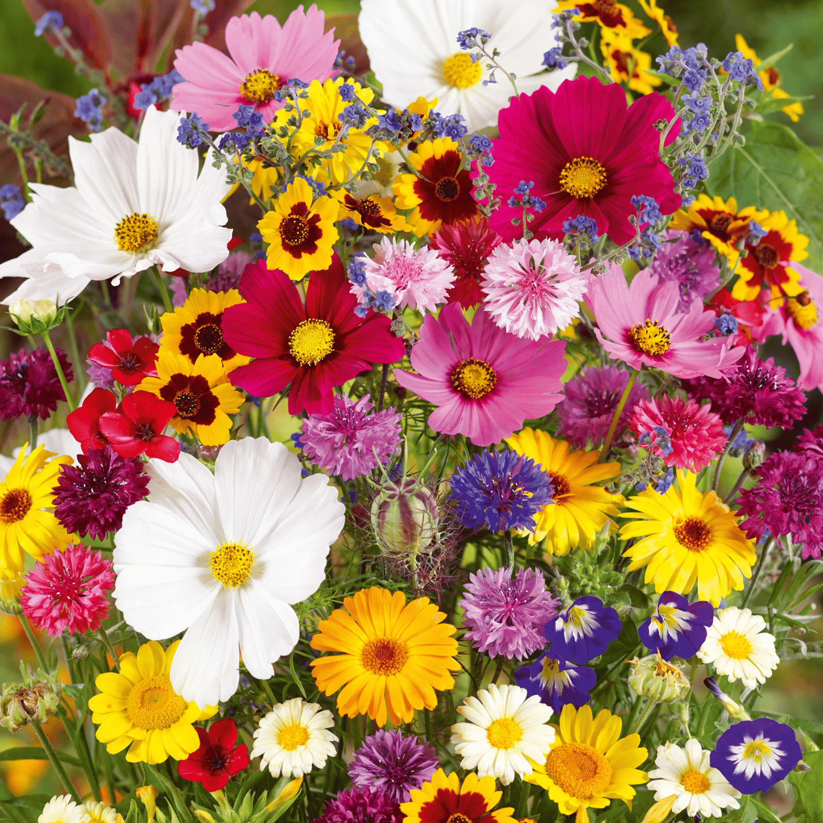 FlowerBloom™ | Mélange de fleurs vivaces pour une floraison toute l'année