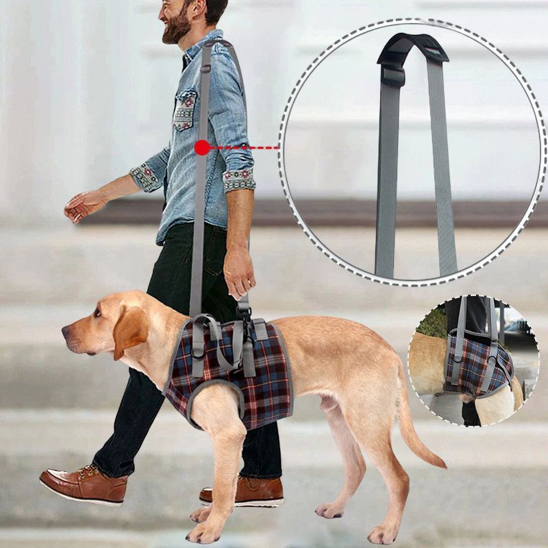 Ceinture orthopédique pour pattes arrière