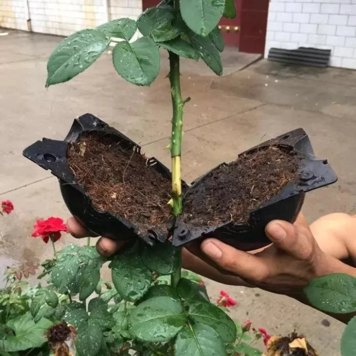 Multiplicateur de racines de plantes (5 pièces)