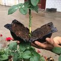 Multiplicateur de racines de plantes (5 pièces)