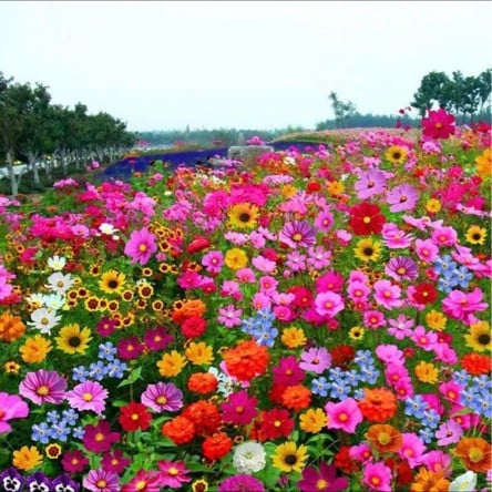 FlowerBloom™ | Mélange de fleurs vivaces pour une floraison toute l'année