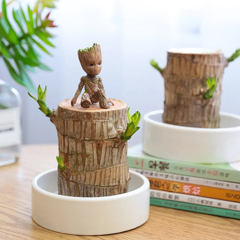WillyHolz - Apportez de la tranquillité dans votre maison avec cette belle plante | 50% DE RÉDUCTION