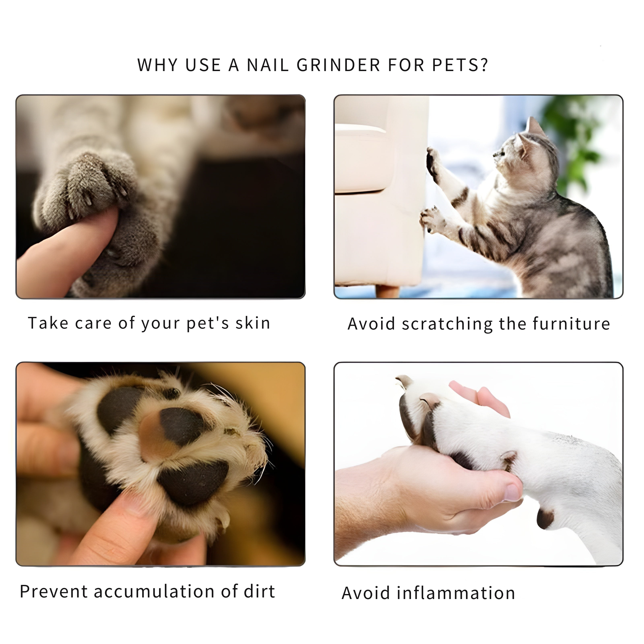 Lime à ongles sans stress pour votre animal de compagnie