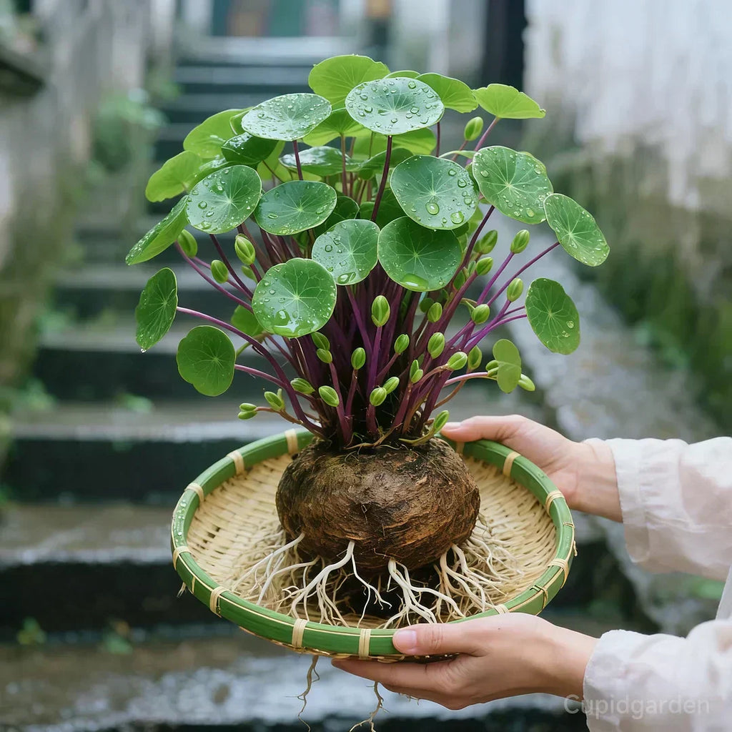 🎈🪴Racine de Rattan-Stephania erecta : La plante d'intérieur la plus robuste pour les personnes paresseuses🌿