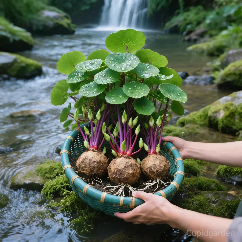 🎈🪴Racine de Rattan-Stephania erecta : La plante d'intérieur la plus robuste pour les personnes paresseuses🌿