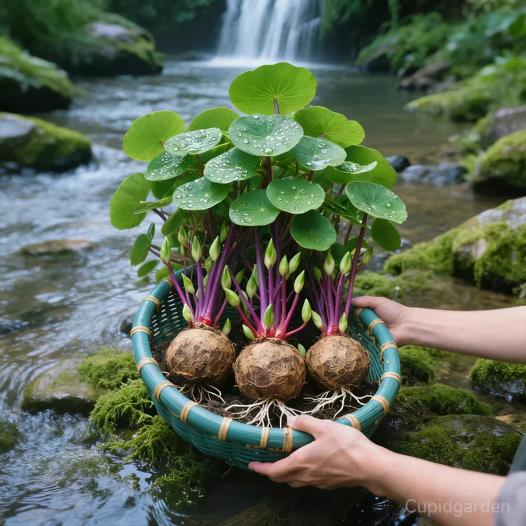 🎈🪴Racine de Rattan-Stephania erecta : La plante d'intérieur la plus robuste pour les personnes paresseuses🌿