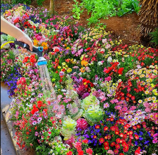 FlowerBloom™ | Mélange de fleurs vivaces pour une floraison toute l'année