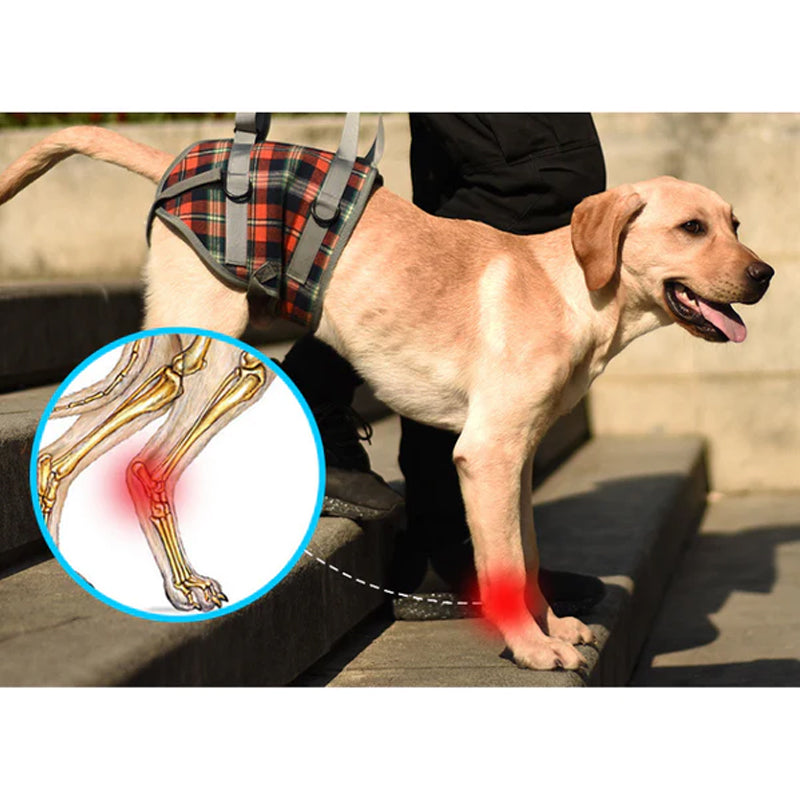 Ceinture orthopédique pour pattes arrière