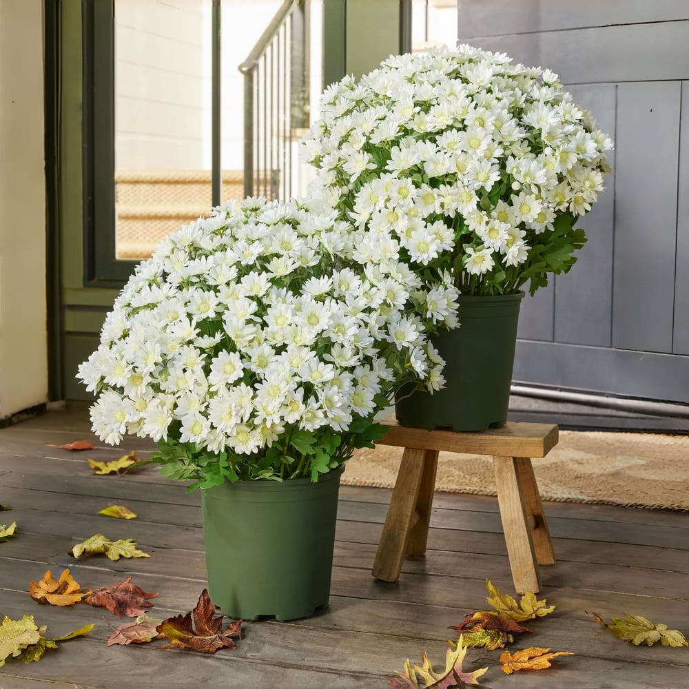 Chrysanthèmes artificiels | Résistants aux UV | Décoration d'automne pour l'extérieur | Tissu en soie mélangée réaliste