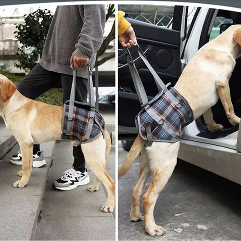 Ceinture orthopédique pour pattes arrière