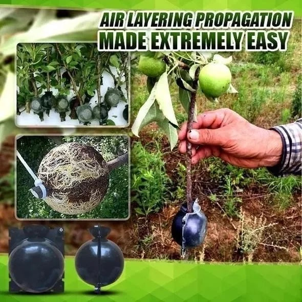 Multiplicateur de racines de plantes (5 pièces)