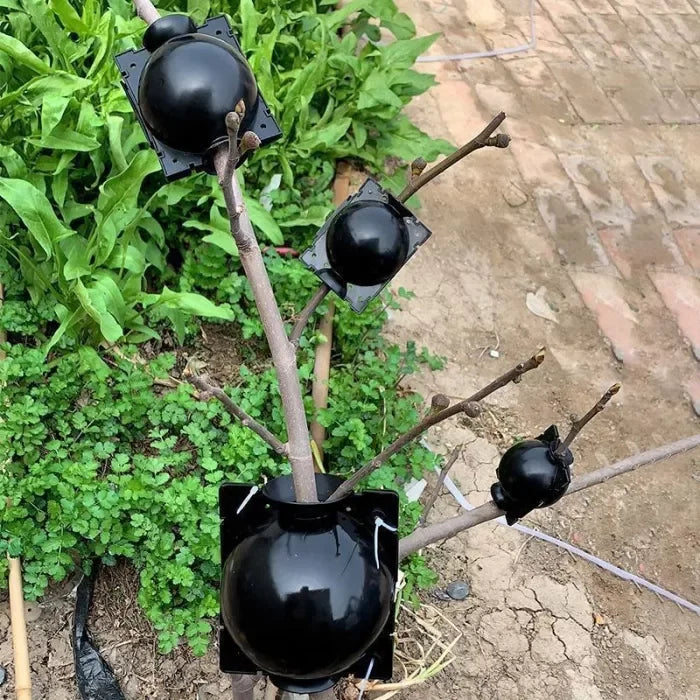 Multiplicateur de racines de plantes (5 pièces)