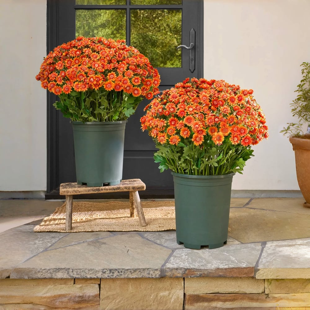Chrysanthèmes artificiels | Résistants aux UV | Décoration d'automne pour l'extérieur | Tissu en soie mélangée réaliste