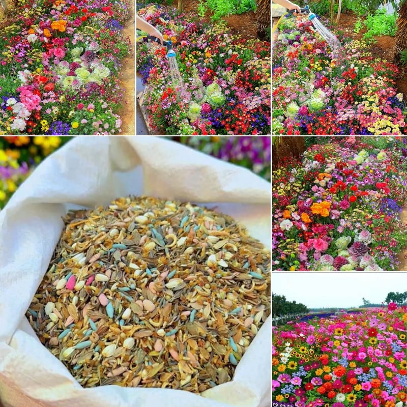 FlowerBloom™ | Mélange de fleurs vivaces pour une floraison toute l'année
