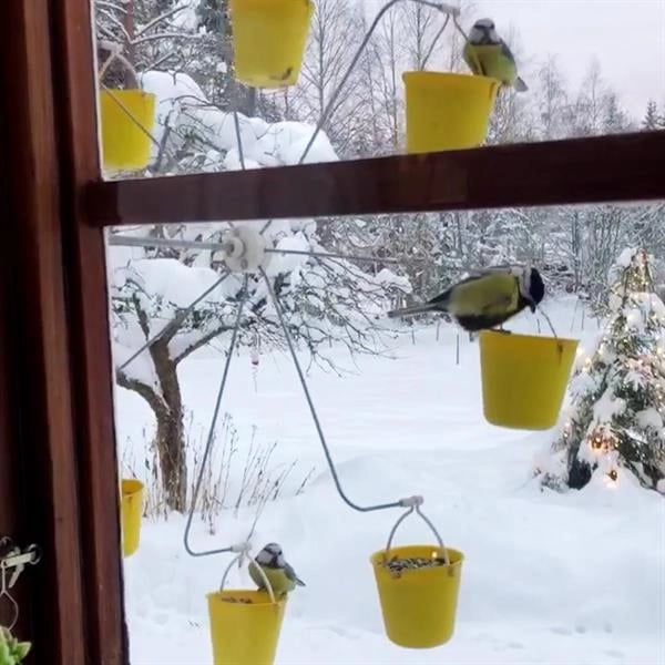FeederMagic™ | Divertissement pour oiseaux insolite