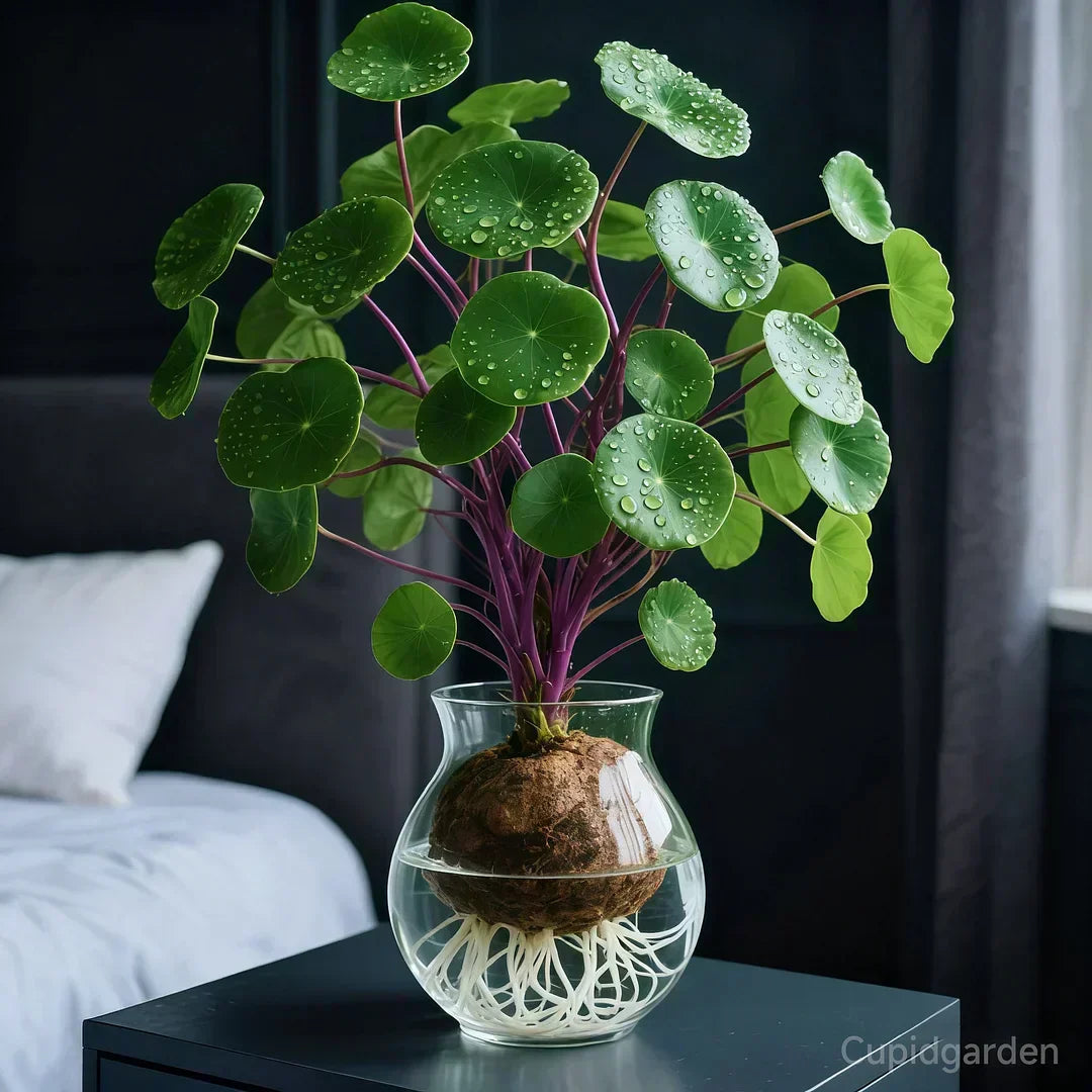 🎈🪴Racine de Rattan-Stephania erecta : La plante d'intérieur la plus robuste pour les personnes paresseuses🌿