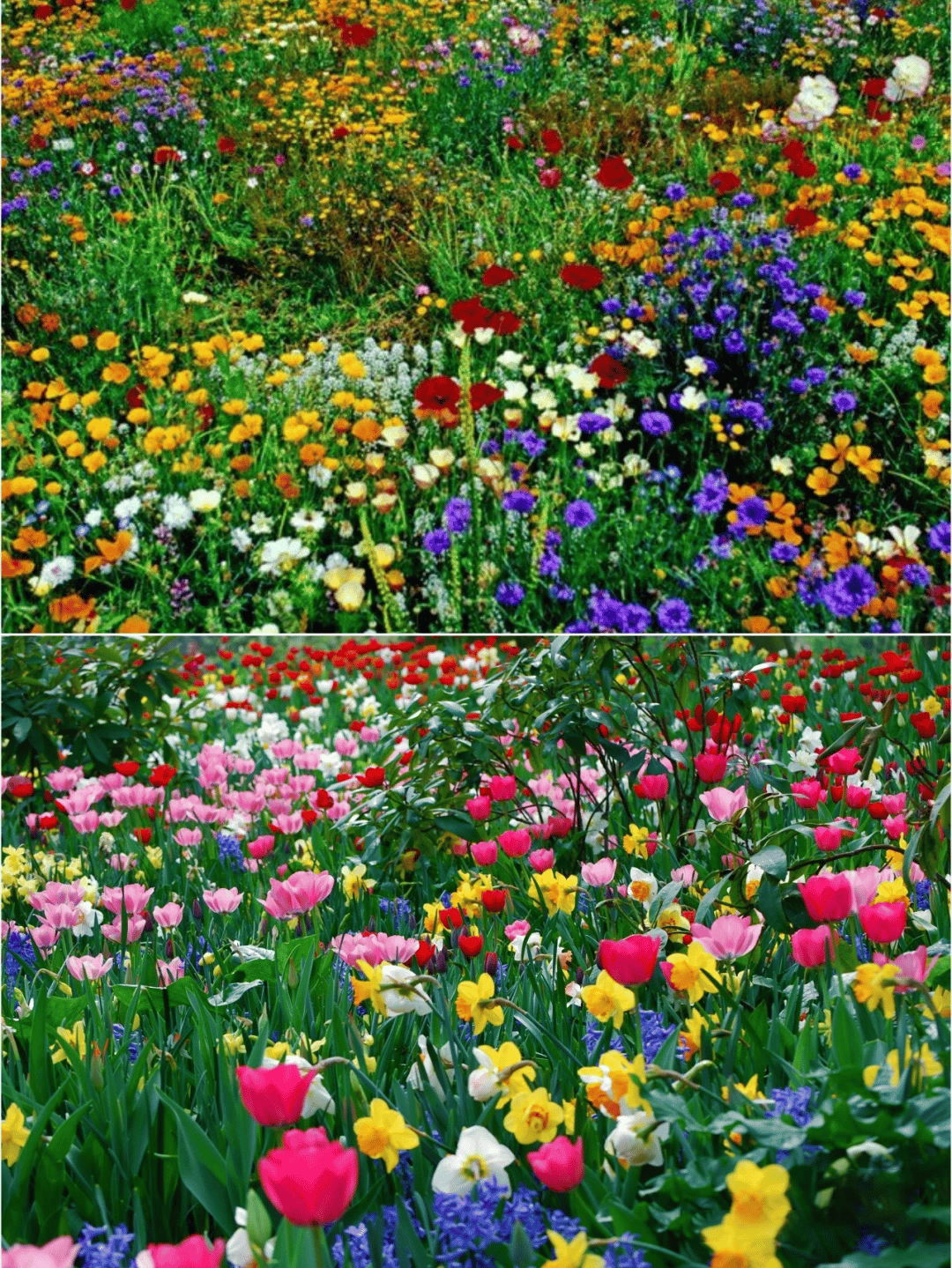 FlowerBloom™ | Mélange de fleurs vivaces pour une floraison toute l'année