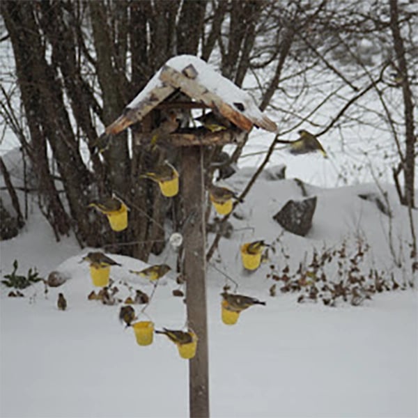 FeederMagic™ | Divertissement pour oiseaux insolite