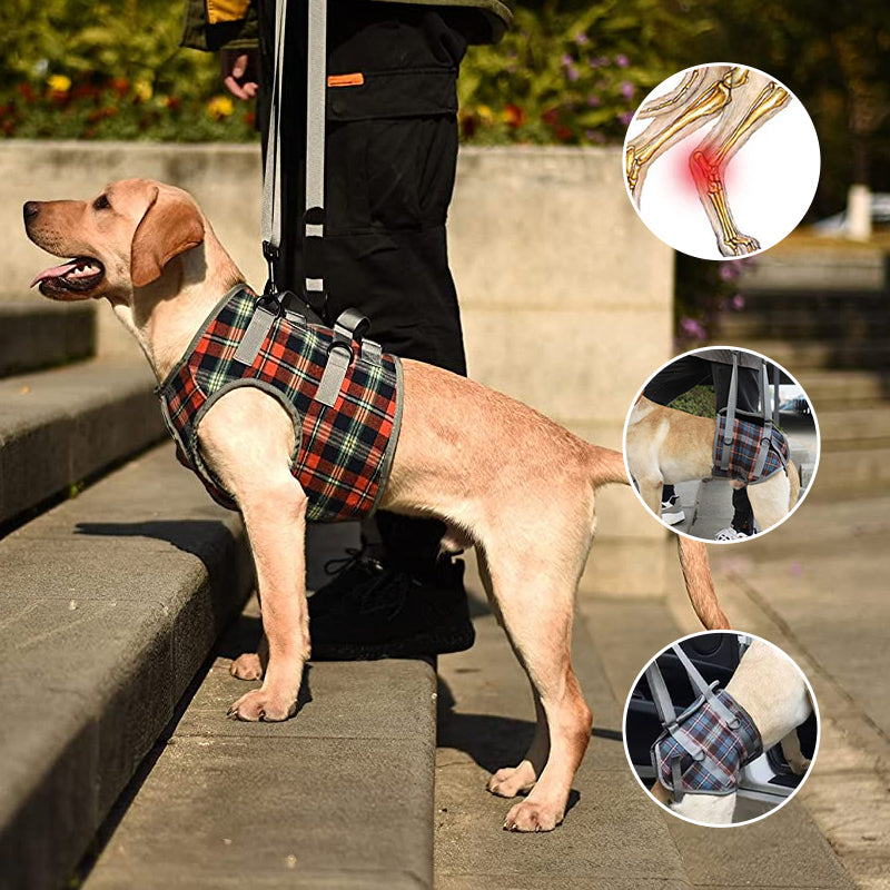 Ceinture orthopédique pour pattes arrière