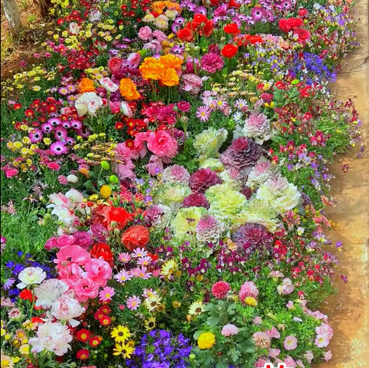 FlowerBloom™ | Mélange de fleurs vivaces pour une floraison toute l'année