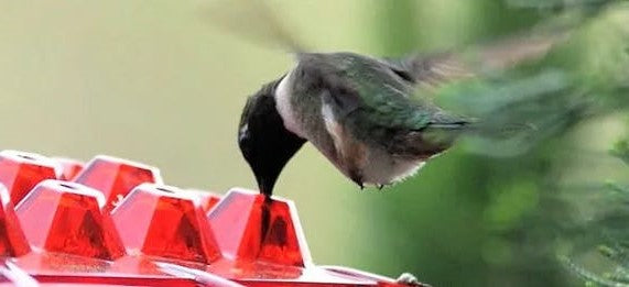 NECTARHAVEN – Nourrisseur de Colibris Antiparasitaire avec 30 Ports d'Accès Faciles