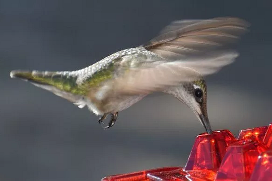 NECTARHAVEN – Nourrisseur de Colibris Antiparasitaire avec 30 Ports d'Accès Faciles