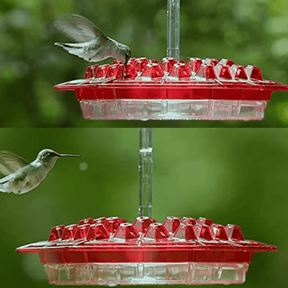 NECTARHAVEN – Nourrisseur de Colibris Antiparasitaire avec 30 Ports d'Accès Faciles
