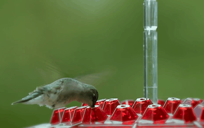 NECTARHAVEN – Nourrisseur de Colibris Antiparasitaire avec 30 Ports d'Accès Faciles
