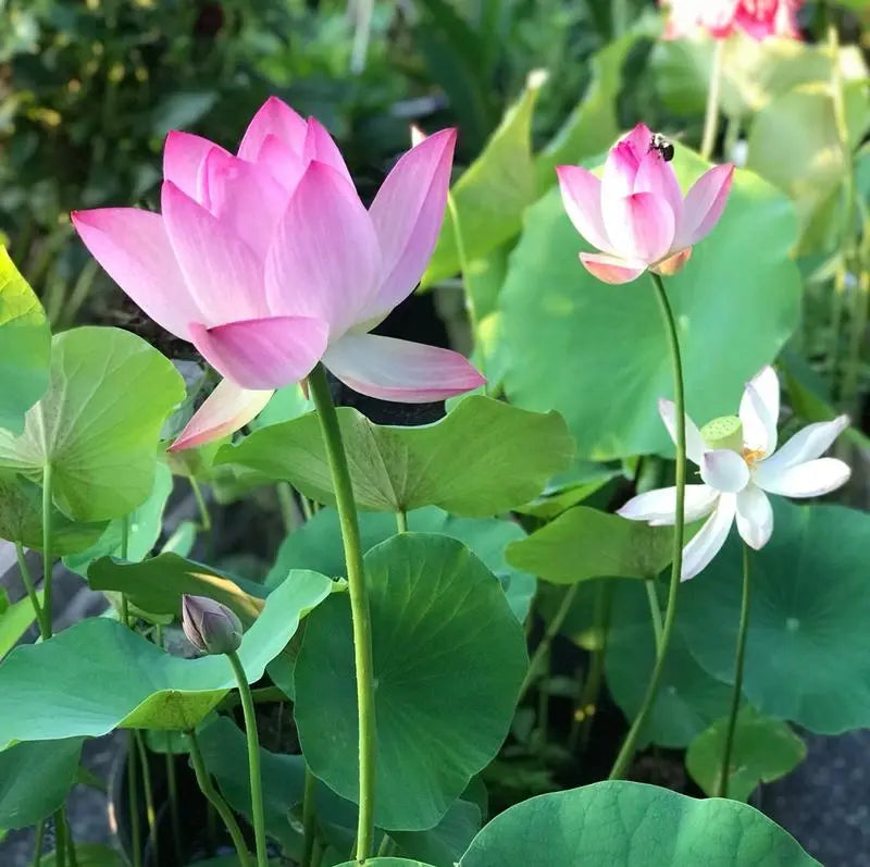 LotusPracht™ Cultivez la Beauté Naturelle