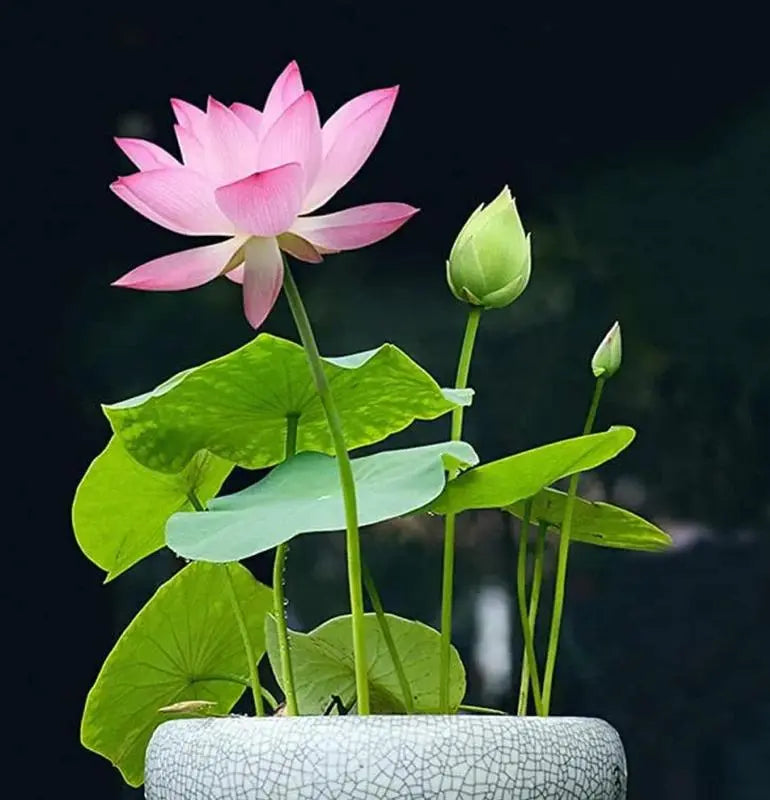 LotusPracht™ Cultivez la Beauté Naturelle