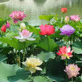 LotusPracht™ Cultivez la Beauté Naturelle