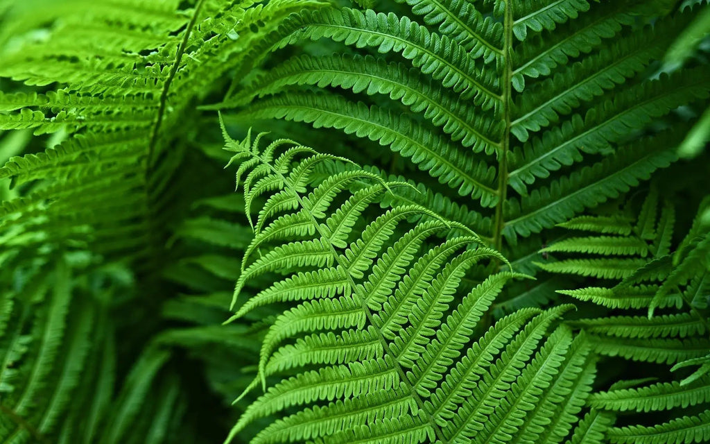 VERDAFERN – Végétation d'extérieur résistante aux UV