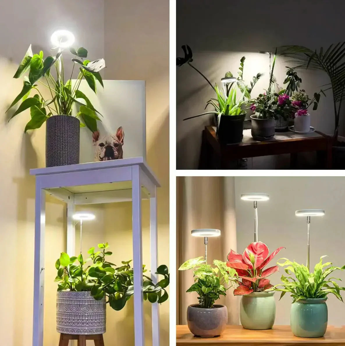 Lampe de Plante | Lumière de Croissance à Spectre Complet | Minuteur et Fonction Dimmable | PlantGlow