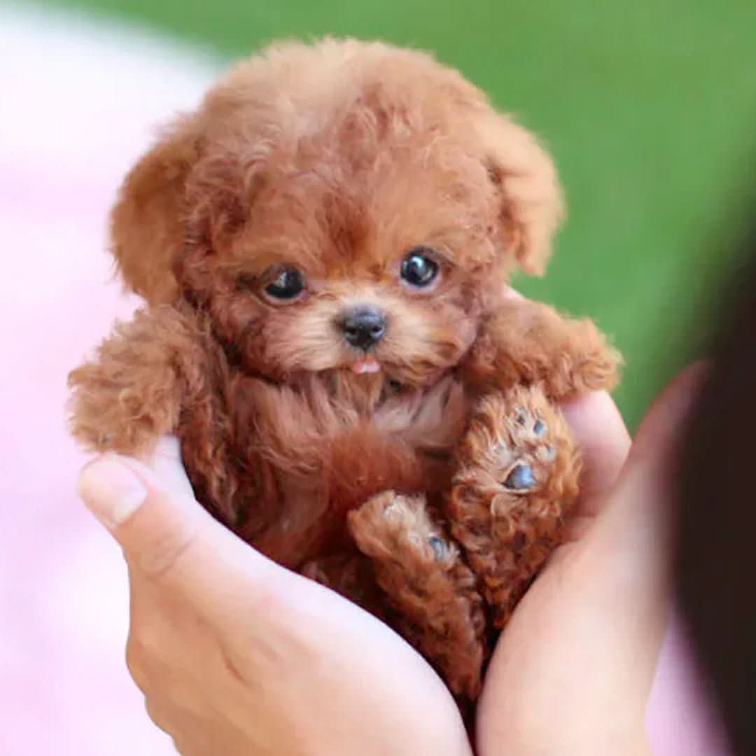 DOGGLOO - Jouet en peluche interactif réaliste en forme de chien avec réponse au toucher, sons et design doux et câlin pour les enfants