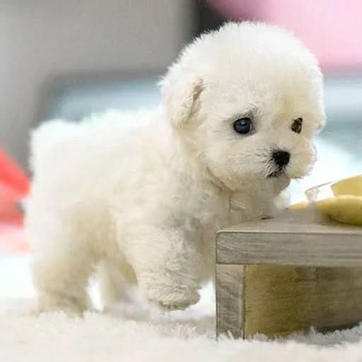 DOGGLOO - Jouet en peluche interactif réaliste en forme de chien avec réponse au toucher, sons et design doux et câlin pour les enfants