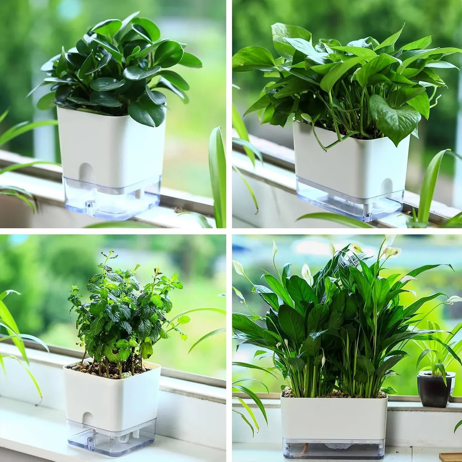 Pot Autonome Avec Niveau d'Eau Visible Blanc