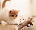 PurrfectPlay™ | Oiseau interactif