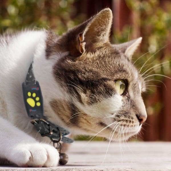 MEOWLOC - Collier de suivi GPS pour chats conçu pour le suivi de localisation en temps réel et la sécurité des animaux de compagnie