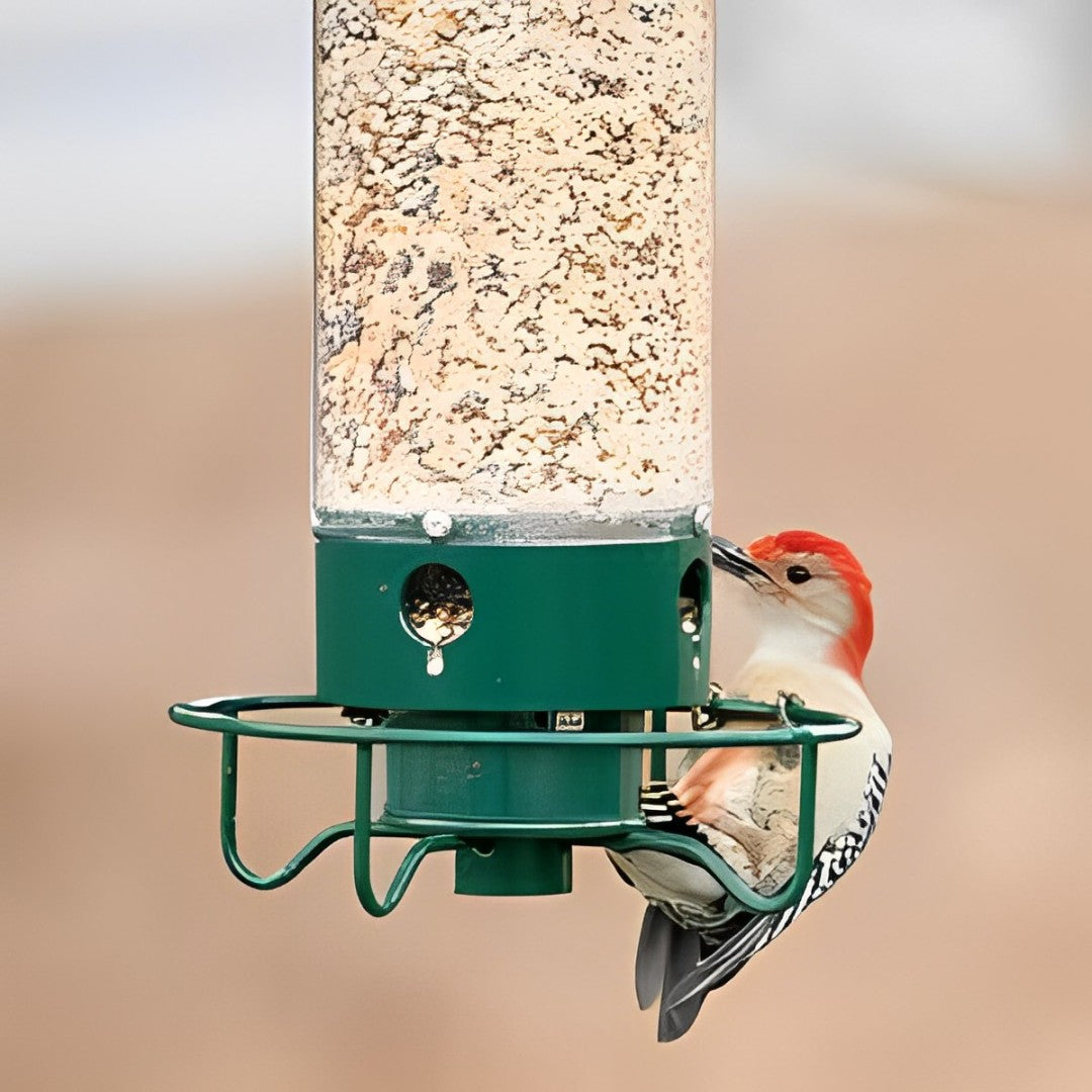 FEEDSAFE – Mangeoire à Oiseaux Résistante aux Écureuils pour Observer les Oiseaux dans Votre Jardin