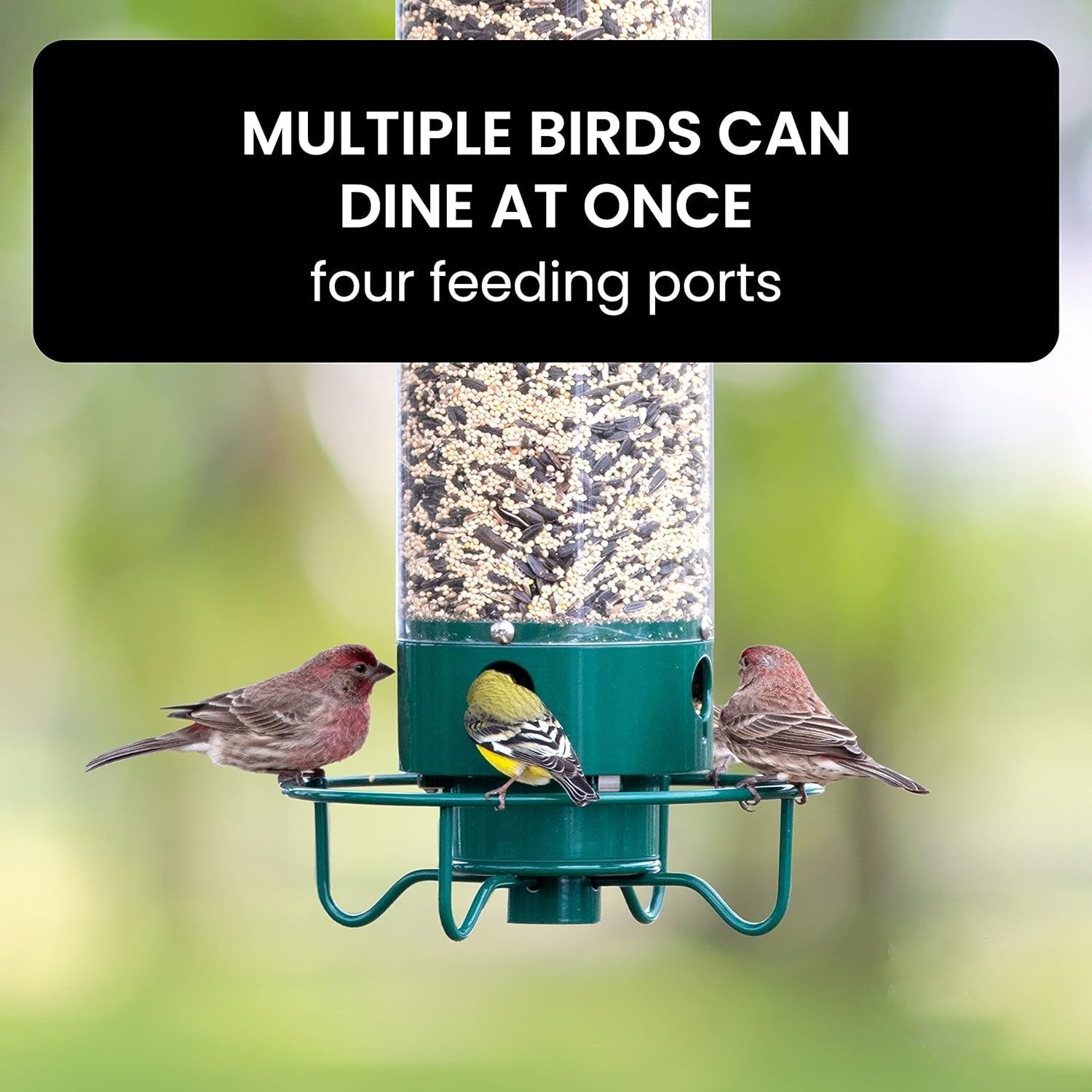 FEEDSAFE – Mangeoire à Oiseaux Résistante aux Écureuils pour Observer les Oiseaux dans Votre Jardin