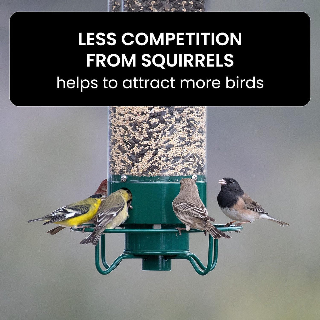 FEEDSAFE – Nourrisseur à Oiseaux Résistant aux Écureuils pour une Observation des Oiseaux Sans Tracas dans le Jardin