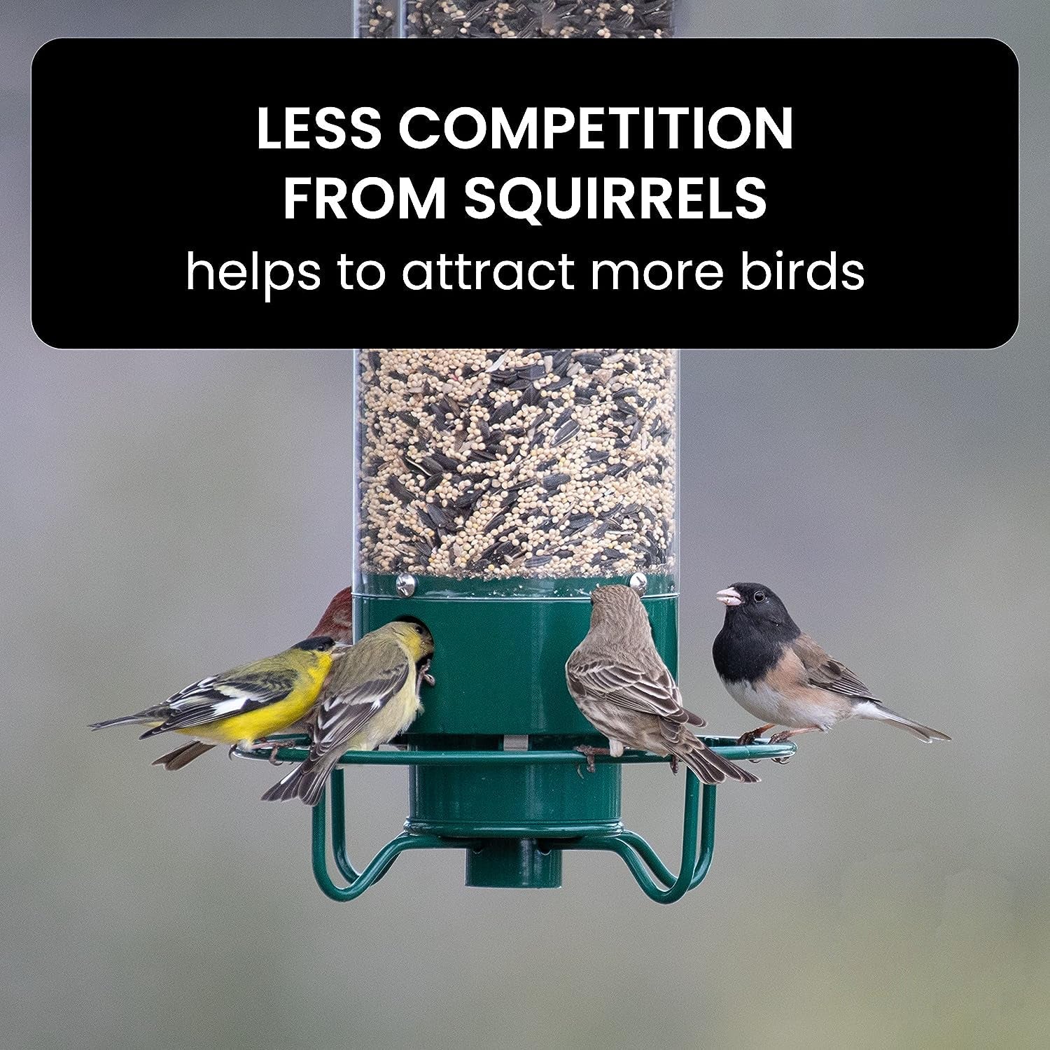 FEEDSAFE – Nourrisseur à Oiseaux Résistant aux Écureuils pour une Observation des Oiseaux Sans Tracas dans le Jardin