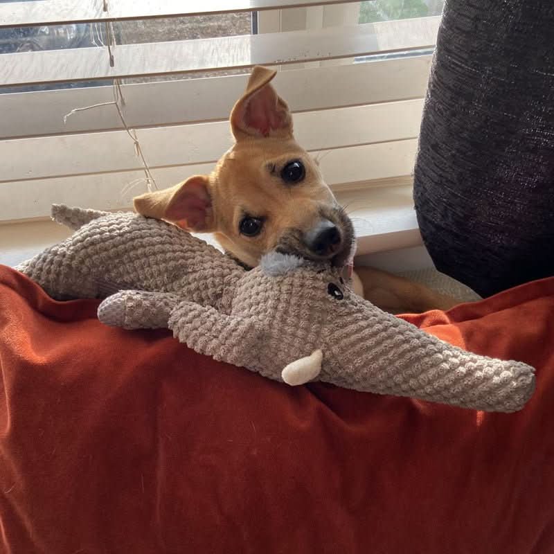 JOUET HARDPAW – Jouet à mâcher résistant pour petits et grands chiens