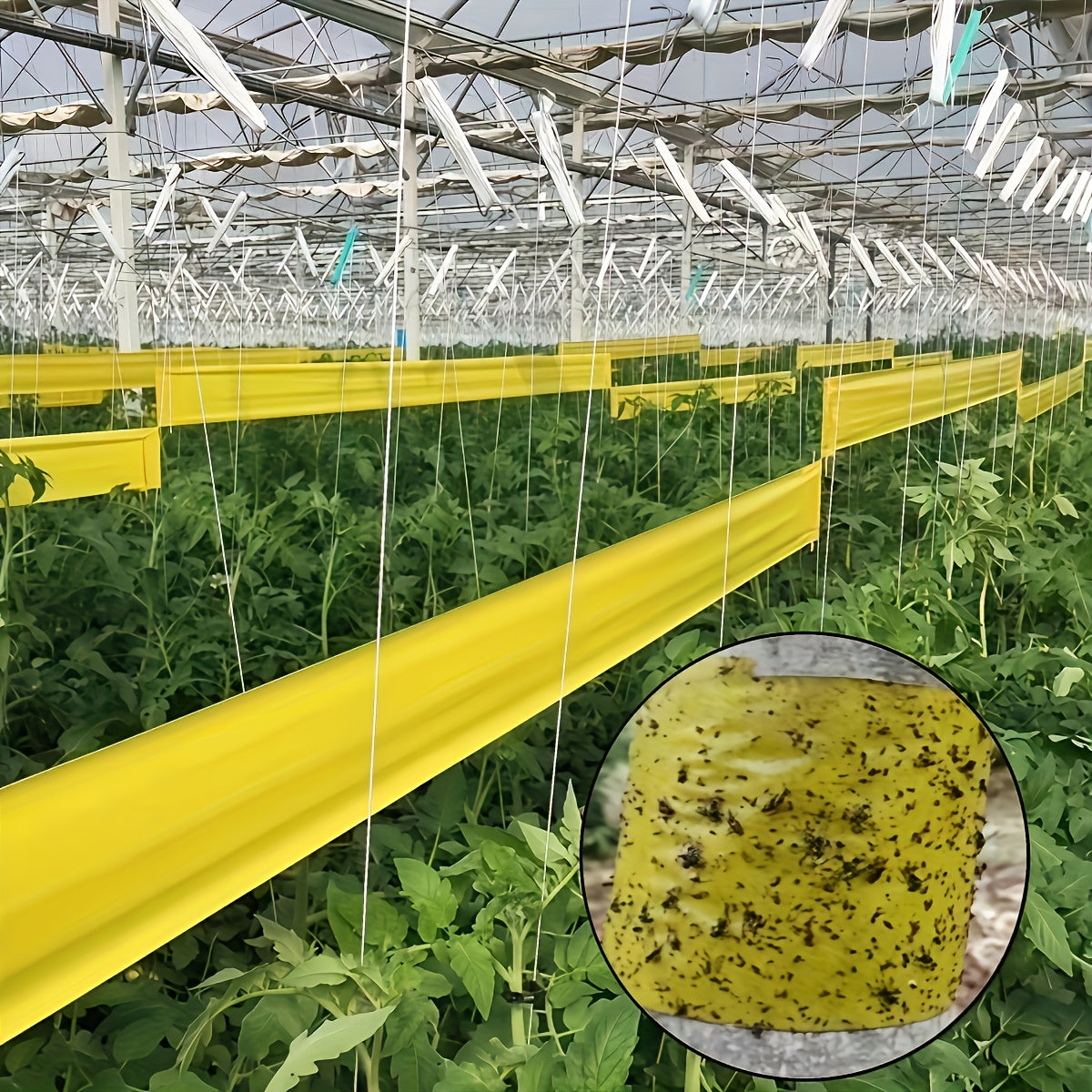 BUGSTRIP – Ruban Barrière Adhésif pour Insectes Extérieurs