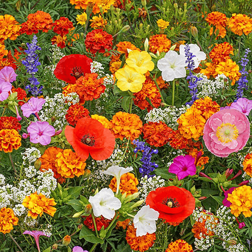 FlowerBloom™ | Mélange de fleurs vivaces pour une floraison toute l'année