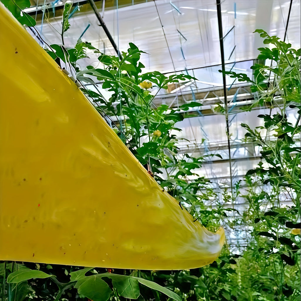 BUGSTRIP – Ruban Barrière Adhésif pour Insectes Extérieurs