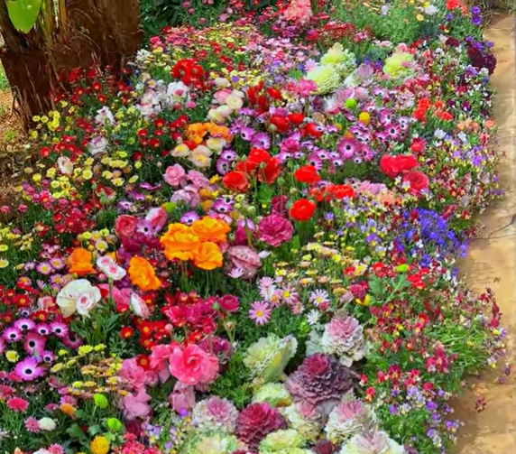 FlowerBloom™ | Mélange de fleurs vivaces pour une floraison toute l'année