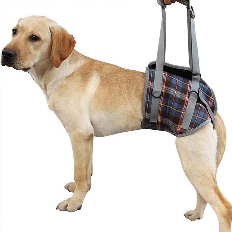 Ceinture orthopédique pour pattes arrière